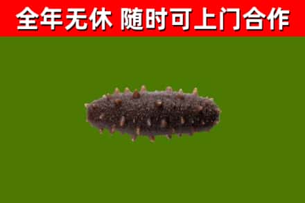 子长烟酒回收干海参.jpg